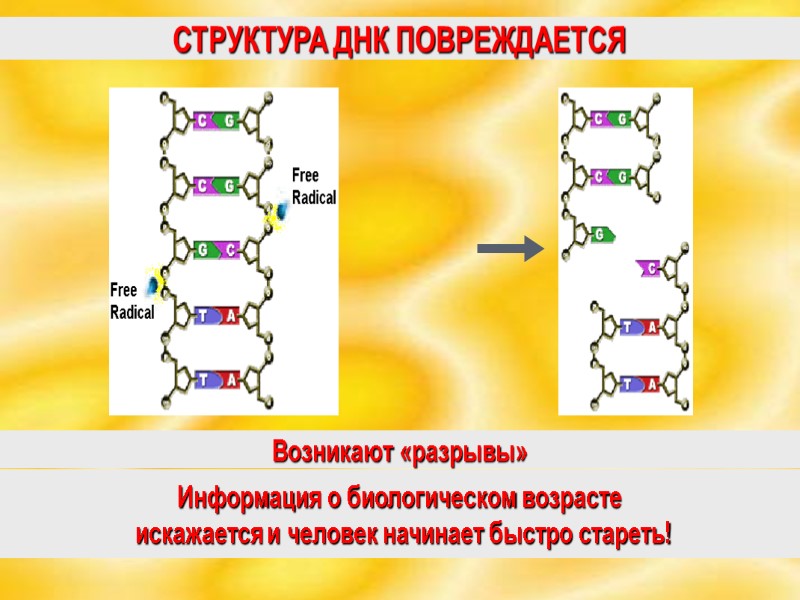 СТРУКТУРА ДНК ПОВРЕЖДАЕТСЯ Возникают «разрывы»  Информация о биологическом возрасте  искажается и человек